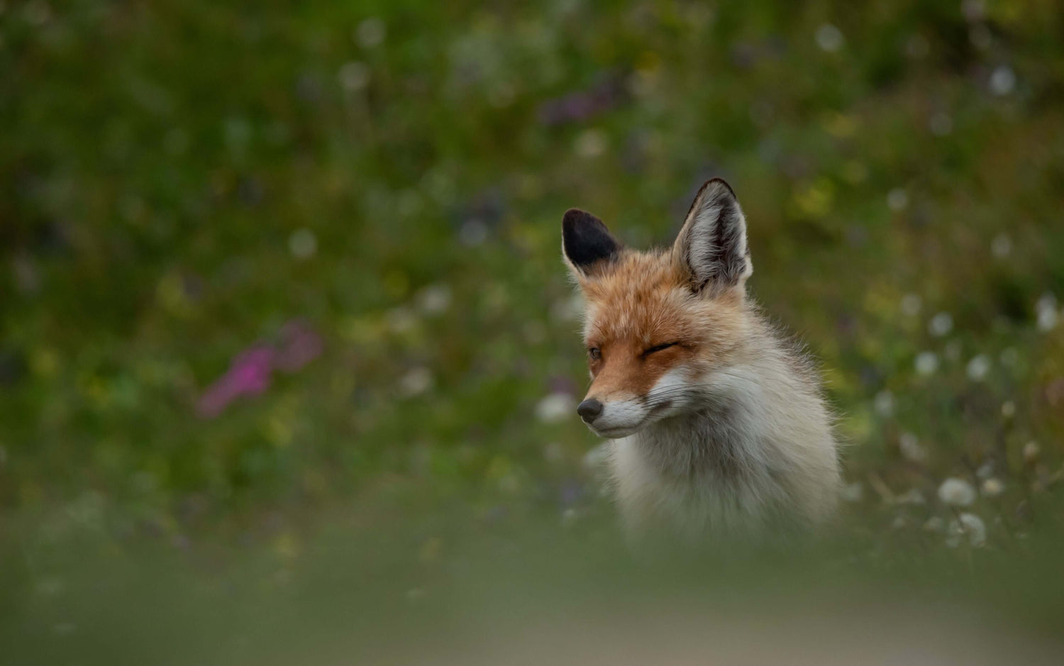 Renard assis dans les herbes