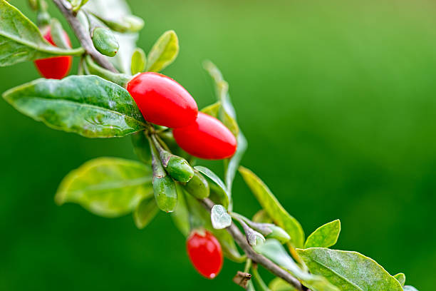 Superaliment thé et infusion baies de gojis