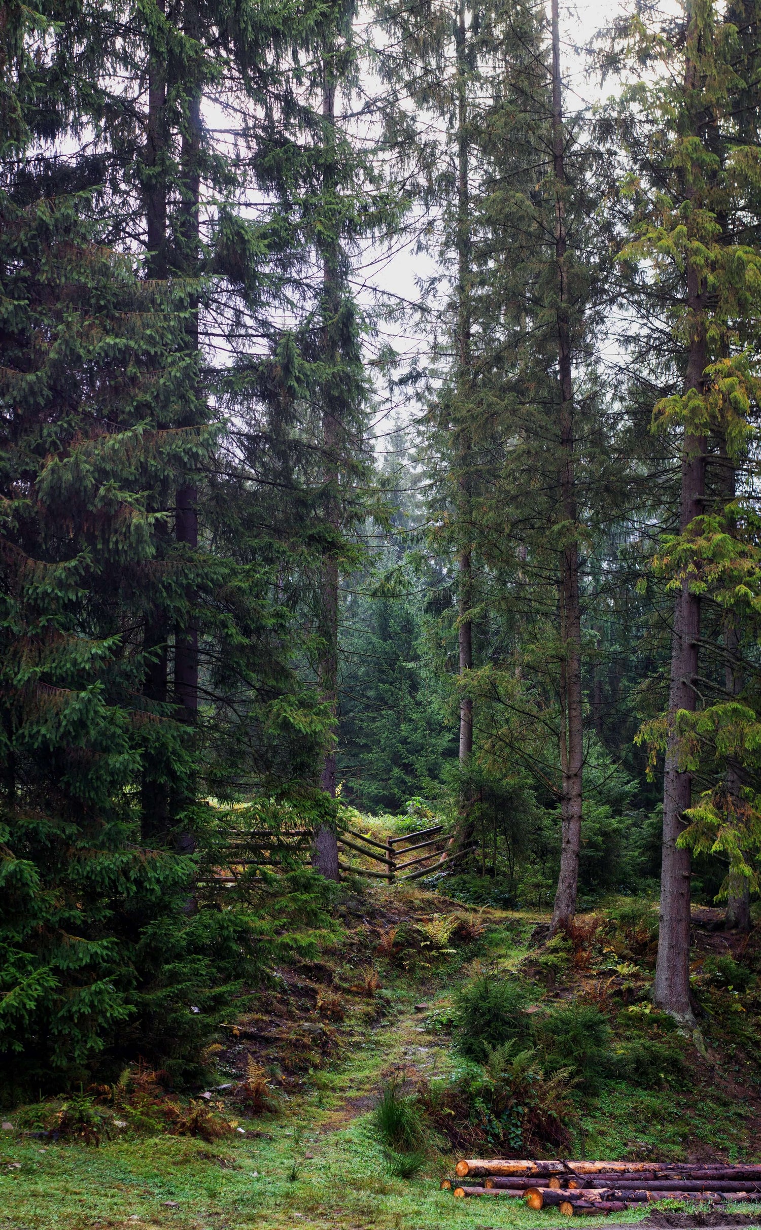 bois de forêt