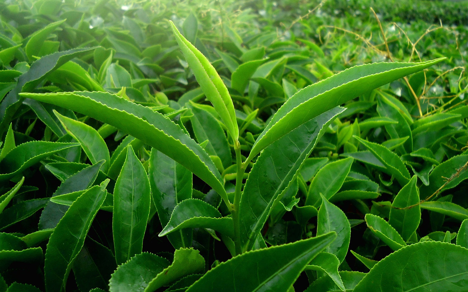 Feuilles de thés