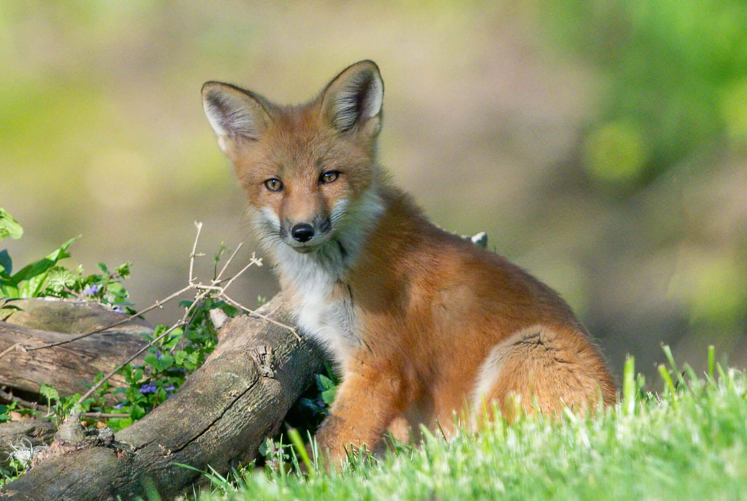 Renard assis dans les herbes