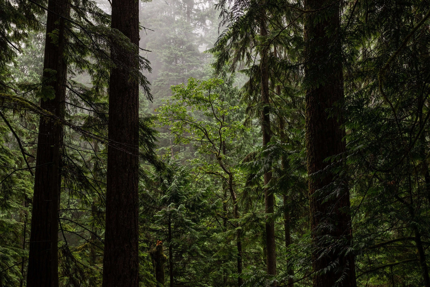 Forêt dans le brouillard